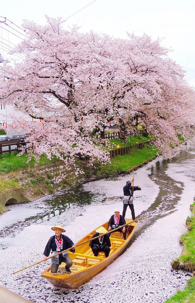 http://insaitama.com/cherry-blossoms-on-shingashi-river-kawagoe/official-hikawa-shrine-photo-of-sakura-on-the-river/