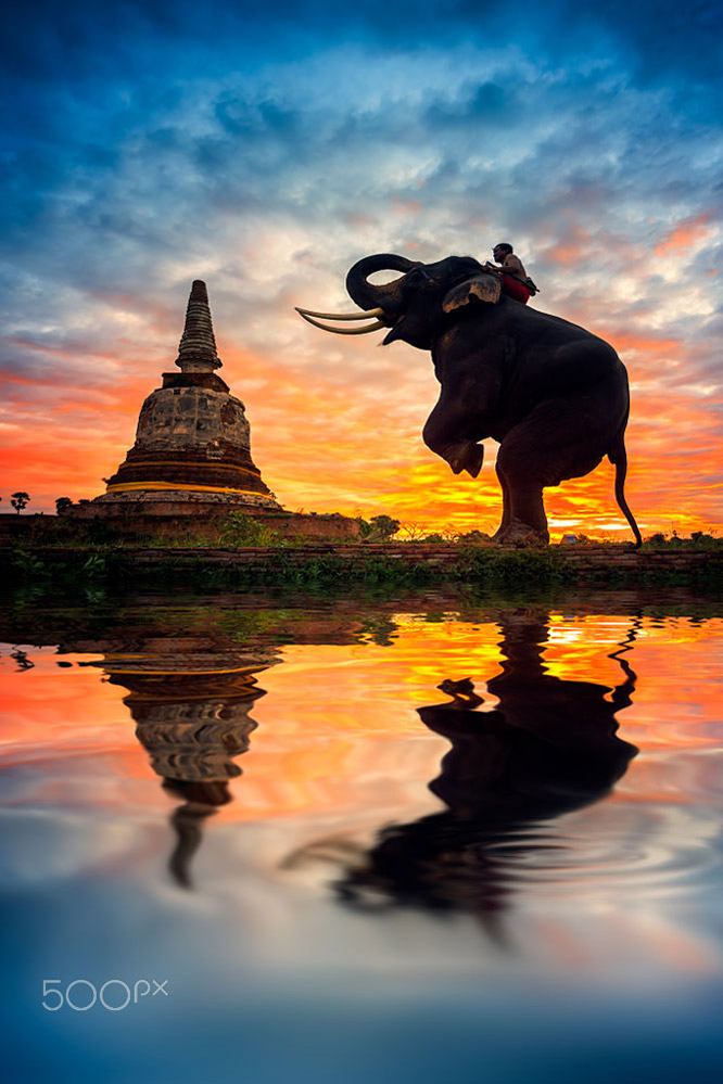 https://500px.com/photo/125770927/elephants-and-stupa-at-ayutthaya-in-thailand-by-santi-foto