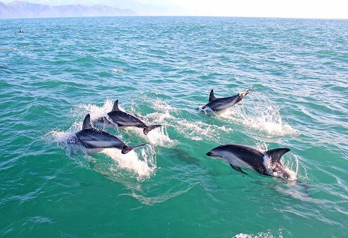 http://www.theadventureiscalling.com/single-post/2015/11/30/A-day-with-the-dusky-dolphins-of-Kaikoura